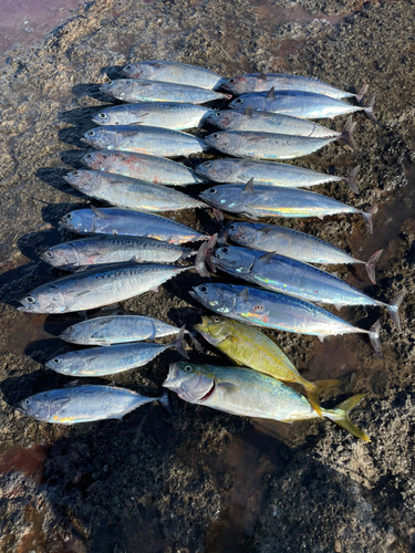 ソウダガツオの釣果