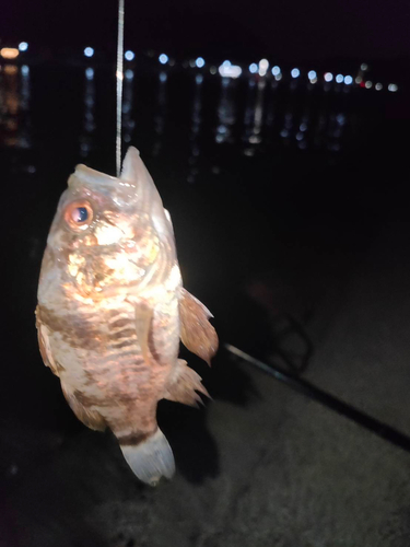 クロイシモチの釣果