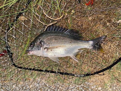 キチヌの釣果