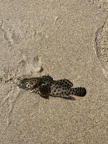 ヒトミハタの釣果