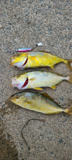 ショゴの釣果