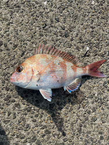 マダイの釣果