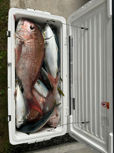 マダイの釣果