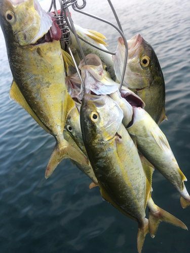 ショゴの釣果