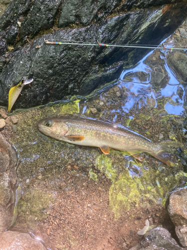 イワナの釣果