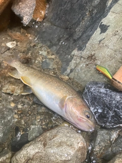 イワナの釣果