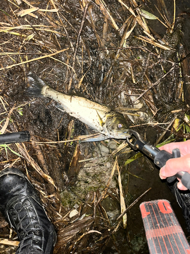 セイゴ（マルスズキ）の釣果