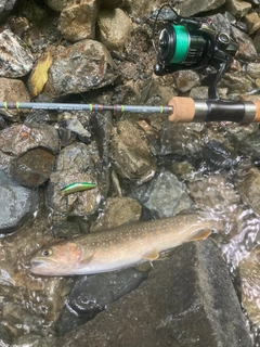 イワナの釣果