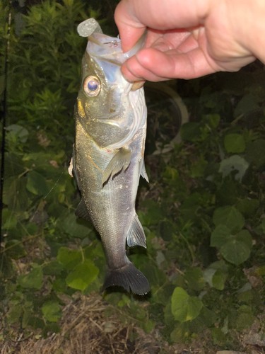 フッコ（マルスズキ）の釣果