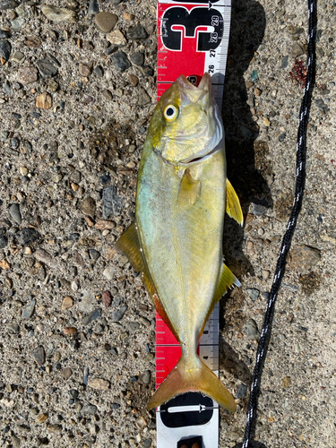 シオの釣果