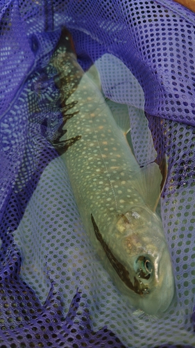 イワナの釣果