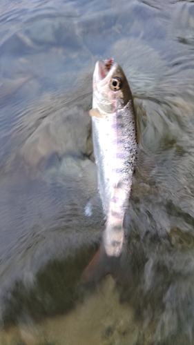 ヤマメの釣果