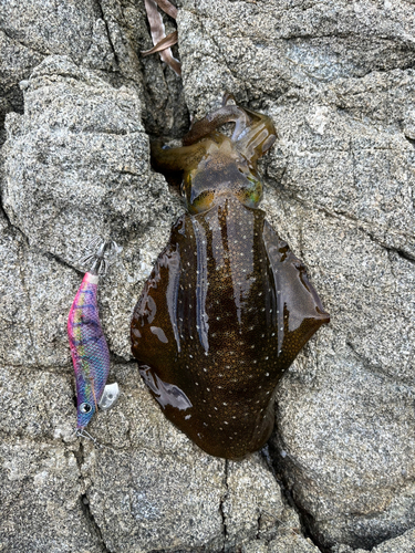 アオリイカの釣果