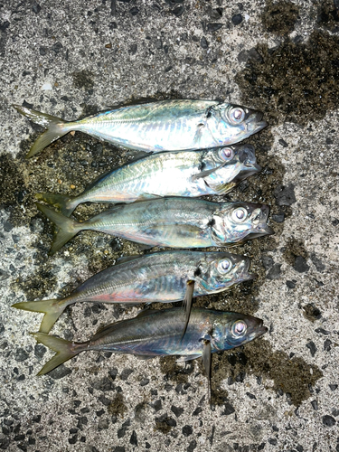 アジの釣果