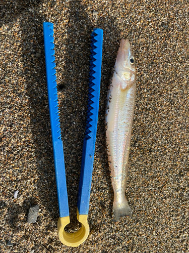 キスの釣果