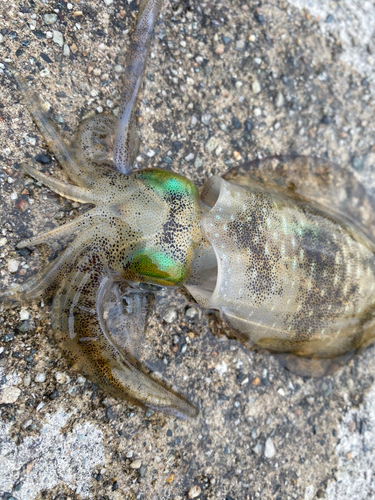 アオリイカの釣果