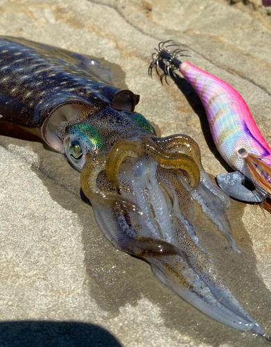 アオリイカの釣果