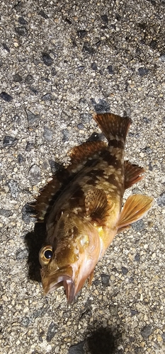 カサゴの釣果