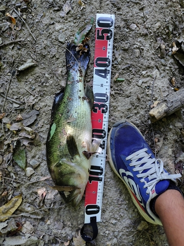 ブラックバスの釣果