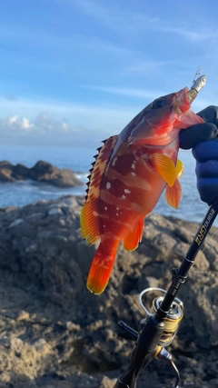 アカハタの釣果