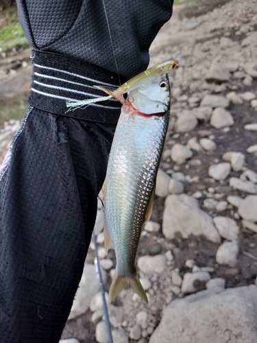 ハスの釣果