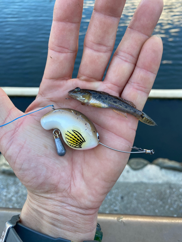 マハゼの釣果