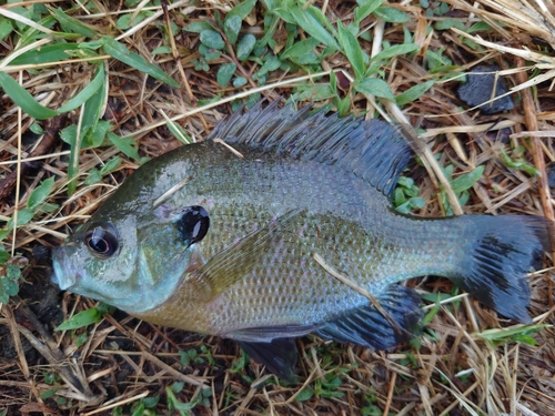 ブルーギルの釣果