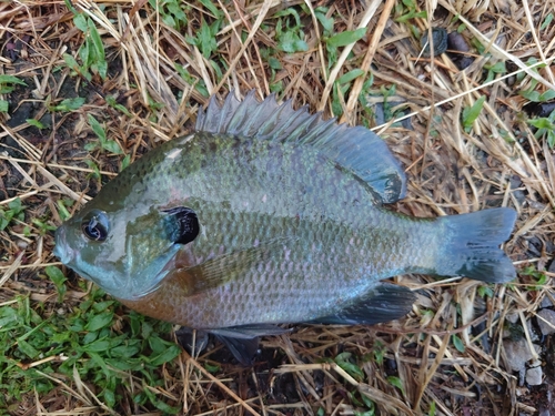 ブルーギルの釣果