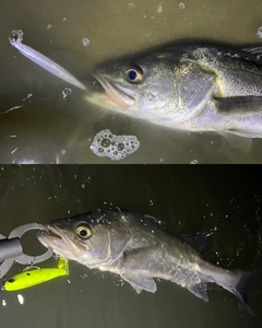 シーバスの釣果