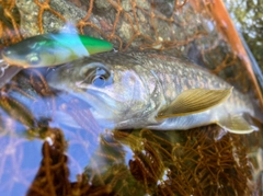 イワナの釣果