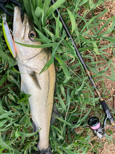 シーバスの釣果