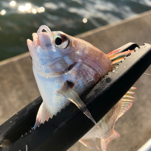 チャリコの釣果