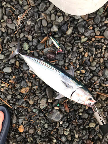 マルソウダの釣果