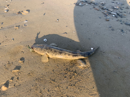 マゴチの釣果