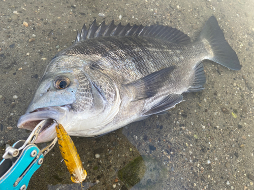 チヌの釣果