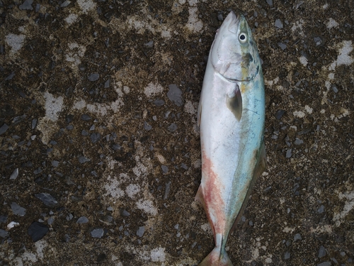 イナダの釣果