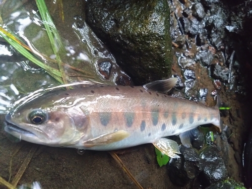 ヤマメの釣果