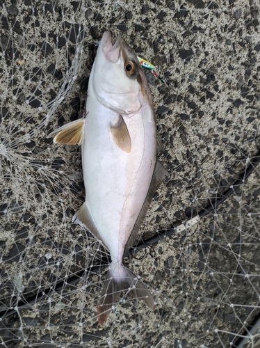 ショゴの釣果