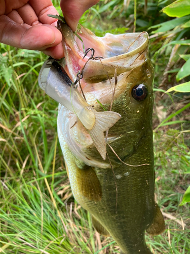 ラージマウスバスの釣果