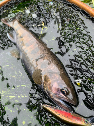 ヤマメの釣果