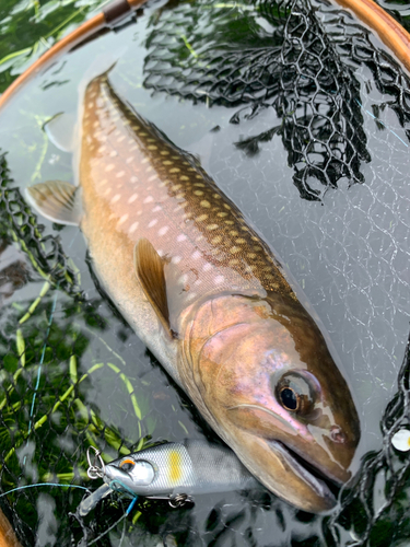 アメマスの釣果