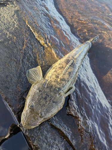 マゴチの釣果