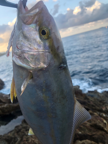 ショゴの釣果