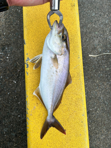 ショゴの釣果