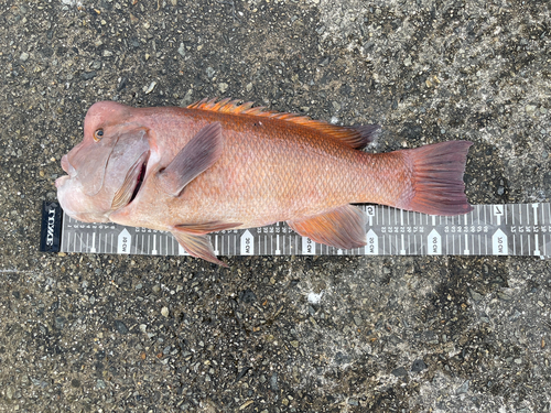 コブダイの釣果