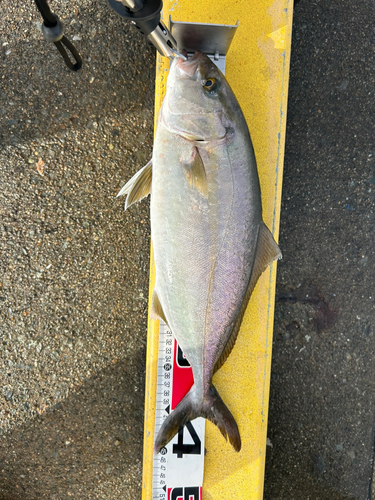 ショゴの釣果