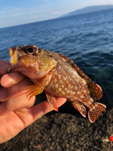 キジハタの釣果