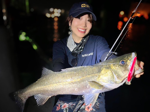 シーバスの釣果