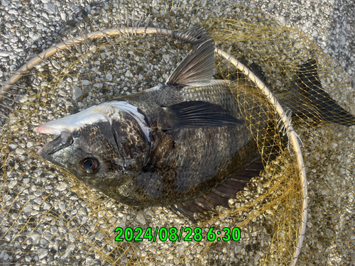 クロダイの釣果