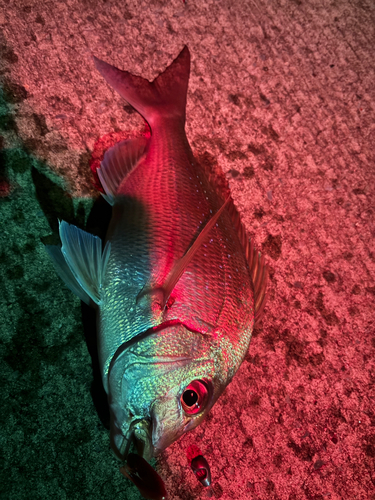 タイの釣果